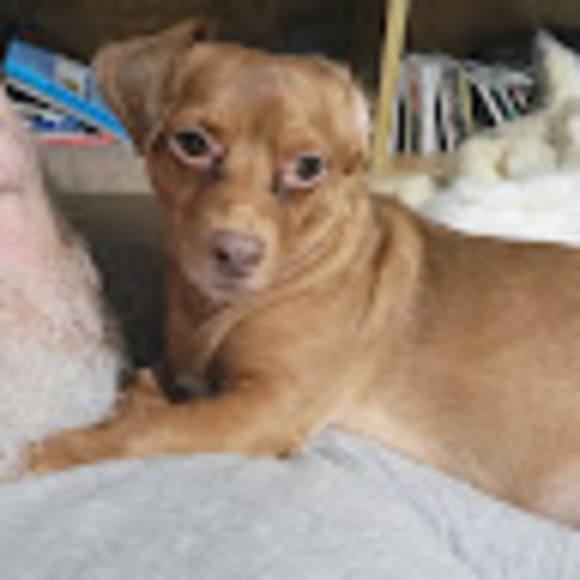 Meet your Posher, Joe - Picture 1 of 1